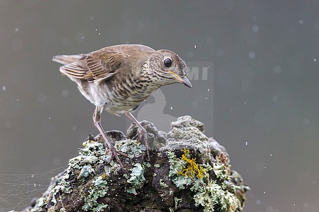 Grijswangdwerglijster, Grey-cheeked Thrush; Catharus minimus stock-image by Agami/Daniele Occhiato,