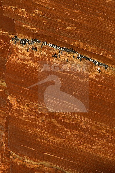 Common Guillemots (Uria aalge) on a breeding cliff on Helgoland, Germany. During golden hour. stock-image by Agami/Harvey van Diek,