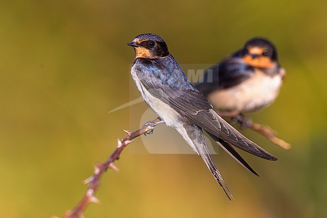 Barn Swallow (Hirundo rustica) in Italy. stock-image by Agami/Daniele Occhiato,