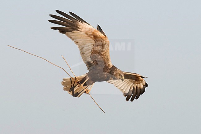 Mannetje Bruine Kiekendief met nestmatriaal; Male Western Marsh Harrier with nestmaterial stock-image by Agami/Han Bouwmeester,