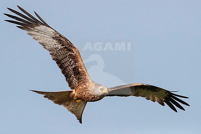 Red Kite (Milvus milvus), adult in flight, Basilicata, Italy stock-image by Agami/Saverio Gatto,