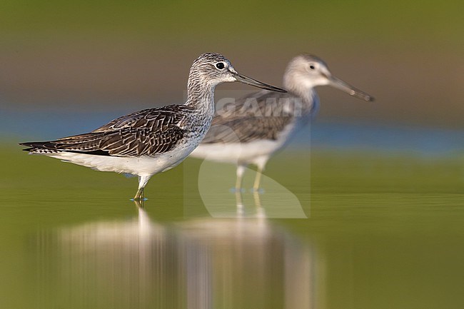 Common Greenshank, Tringa nebularia, in Italy. Standing in shallow water. Two Greenshanks together. stock-image by Agami/Daniele Occhiato,