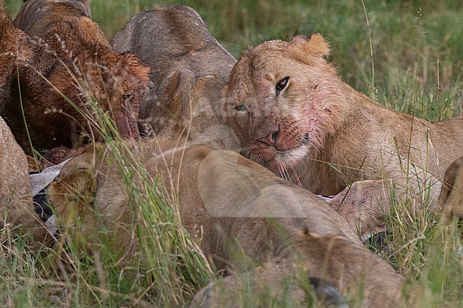 Lionesses, Panthera leo, feeding on a zebra. Masai Mara National Reserve, Kenya, Africa. stock-image by Agami/Sergio Pitamitz,