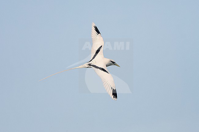 Adult White-tailed Tropicbird (Phaethon lepturus) in flight off Aride Island. stock-image by Agami/David Monticelli,