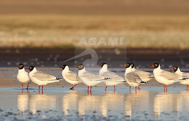Relict Gull (Ichthyaetus relictus) adult birds perched near shoreline stock-image by Agami/James Eaton,