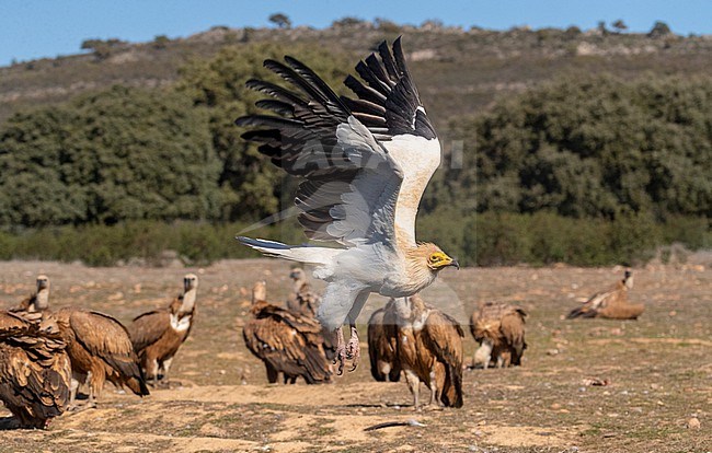 Adult Egyptian Vulture (Neophron percnopterus) in Extremadura, Spain. Flying in front of group of Griffon Vultures resting on the ground. stock-image by Agami/Marc Guyt,