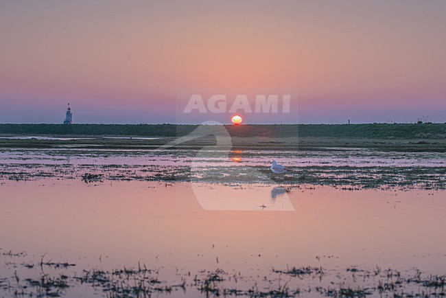 zonsopkomst weidegebied Marken sunrise meadow area Marken stock-image by Agami/Rob Riemer,