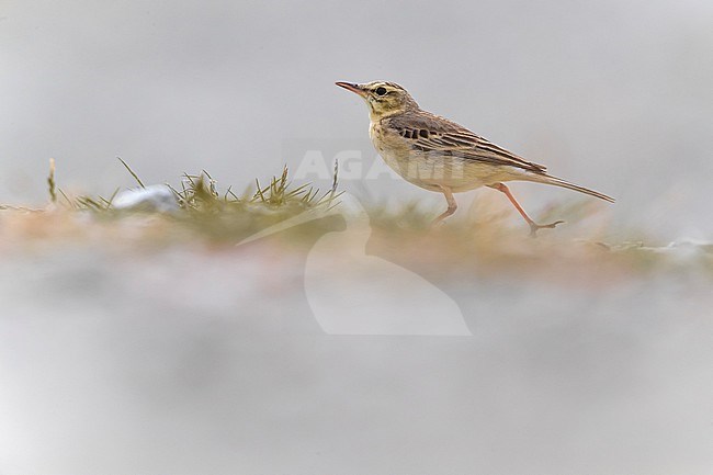 Tawny Pipit, Anthus campestris, standing on the ground in Italy. stock-image by Agami/Daniele Occhiato,