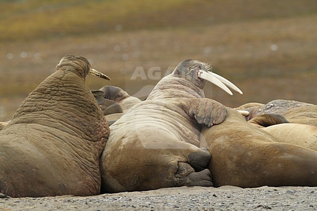Groep Walrussen op de kust; Group of Walruss\'s on the shore stock-image by Agami/Chris van Rijswijk,