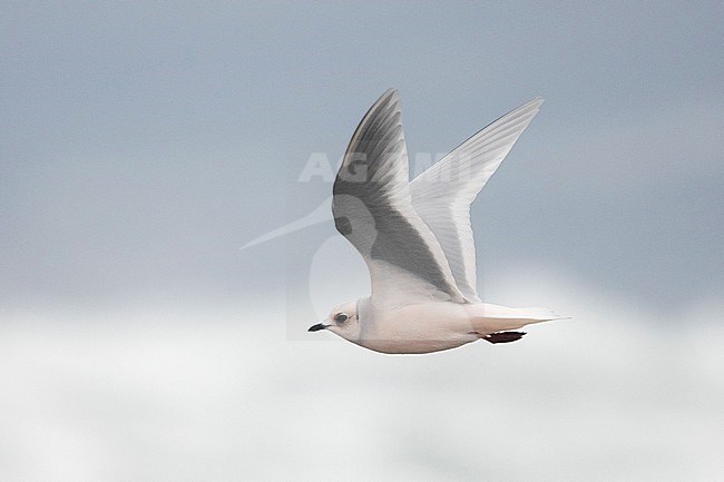 Nonbreeding adult Ross's Gul (Rhodostethia rosea) in flight in the sky above the coast of Hokkaido in Japan. stock-image by Agami/Yann Muzika,