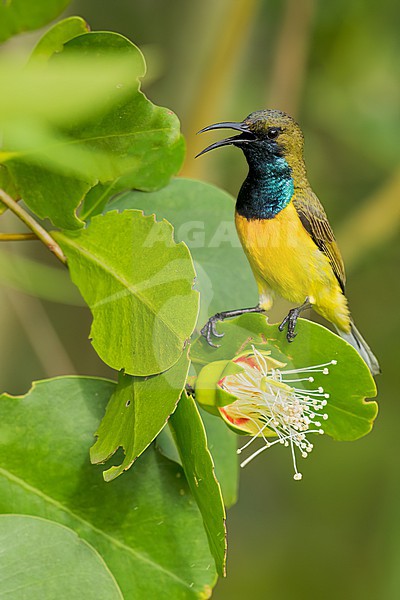 Garden Sunbird (Cinnyris jugularis) Perched on a branch in the Philippines stock-image by Agami/Dubi Shapiro,