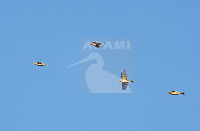 Group, flock Brambling (Fringilla montifringilla) on migration flying against blue sky in sideview stock-image by Agami/Ran Schols,