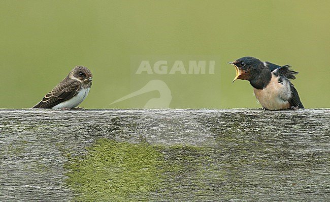 Juvenile Barn Swallow yelling at a juvenile Sand Martin to get of 'his' fence. The Sand Martin wasn't impressed. stock-image by Agami/Renate Visscher,