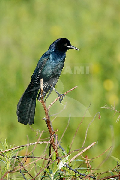 Adult male
Osceola Co., FL
February 2007 stock-image by Agami/Brian E Small,