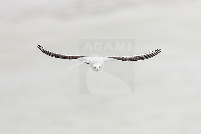 Front view of a first-winter plumage Ross's Gull (Rhodostethia rosea). stock-image by Agami/David Monticelli,