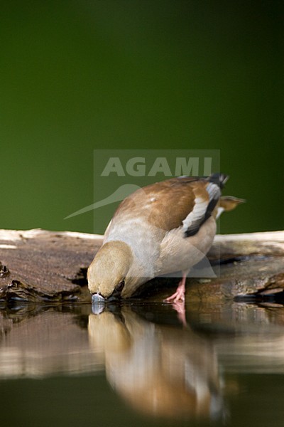 Appelvink bij drinkplaats; Hawfinch at drinking site stock-image by Agami/Marc Guyt,