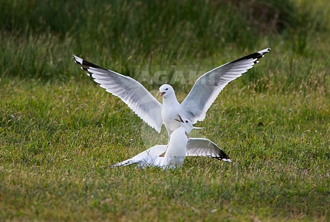 Parende Stormmeeuwen; Mating Mew Gulls stock-image by Agami/Menno van Duijn,