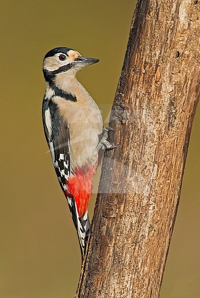 Great Spotted Woodpecker, Grote Bonte Specht, Dendrocopos major stock-image by Agami/Alain Ghignone,