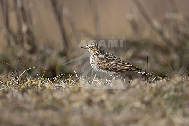 An adult Oriental Skylark (Alauda gulgula) of the subspecies vernayi in Phobjikha Valley stock-image by Agami/Mathias Putze,