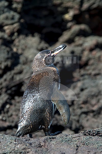 Galapagospinguin, Galapagos Penguin stock-image by Agami/Roy de Haas,