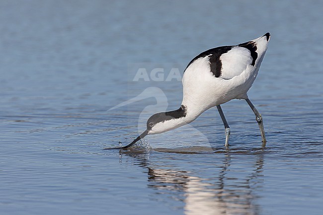 A Pied avocet is seen foraging in its typical fashion in shallow freshwater pond seen from the side against a blue background at Spaarndam, The Netherlands. stock-image by Agami/Jacob Garvelink,