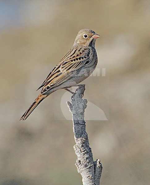 (Possible) 1st winter Cretzschmar's Bunting (Emberiza cassia) on Cyprus during autumn migration. stock-image by Agami/Mike Danzenbaker,
