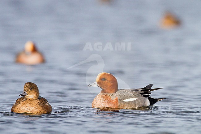 Smient, Eurasian Wigeon, Anas penelope wintering birds on lake during frost period stock-image by Agami/Menno van Duijn,