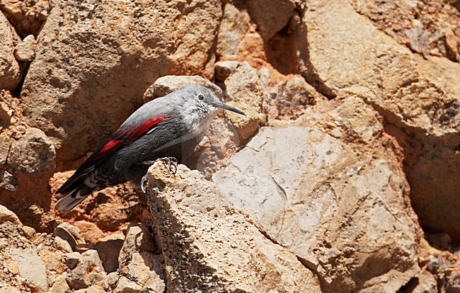 Rotskruiper foeragerend tegen rotswand; Wallcreeper foraging against cliff stock-image by Agami/Markus Varesvuo,