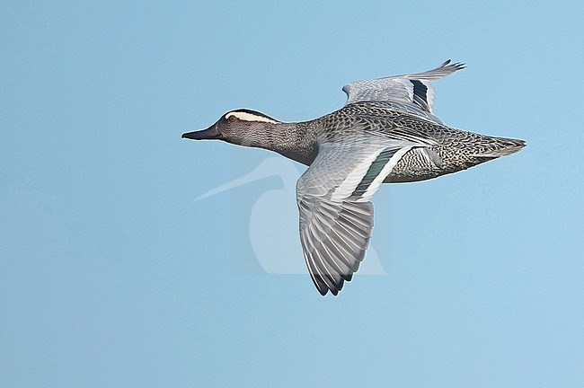 Garganey, Anas guerguedula, adult male in flight, seen from the side, flying to the left. stock-image by Agami/Fred Visscher,