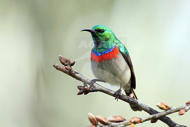 Kleine Kraaghoningzuiger, Southern Double-collared Sunbird stock-image by Agami/Karel Mauer,