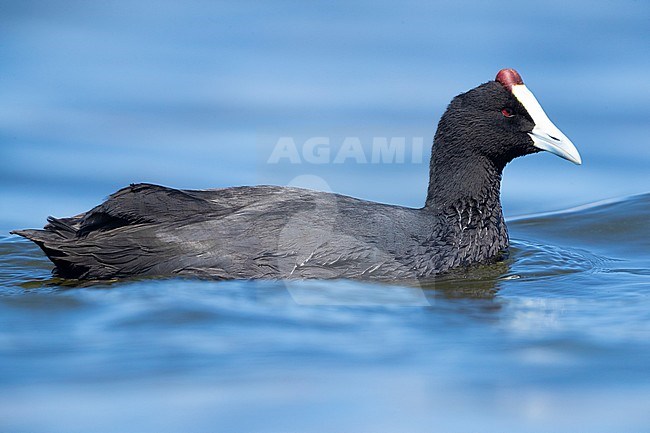 Red-knobbed Coot (Fulica cristata), side view of an adult swimming in a lake, Western Cape, South Africa stock-image by Agami/Saverio Gatto,