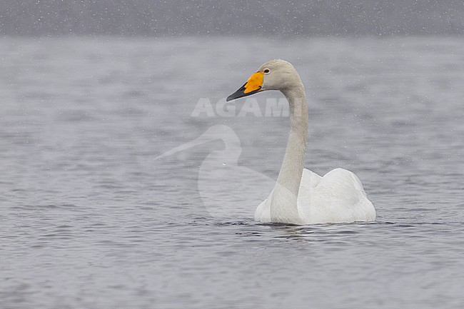 Whooper Swan (Cygnus cygnus), adult swimming in a lake, Finnmark, Norway stock-image by Agami/Saverio Gatto,
