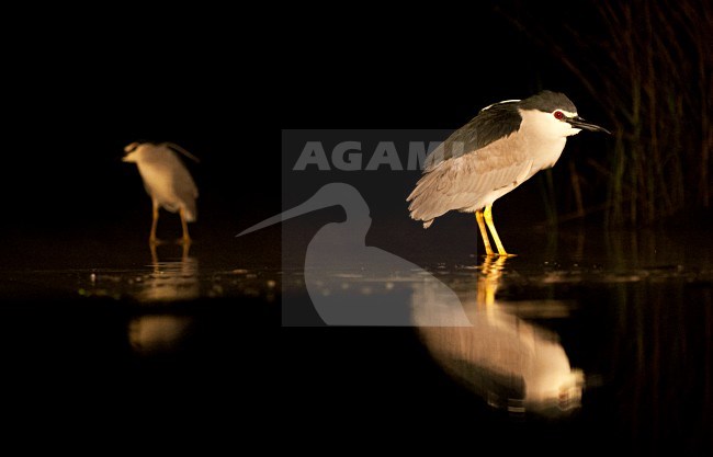 Kwak, Black-crowned Night-Heron stock-image by Agami/Marc Guyt,