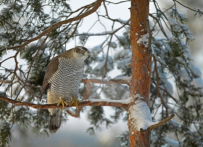 Havik in winters landschap; Northern Goshawk in winter setting stock-image by Agami/Markus Varesvuo,