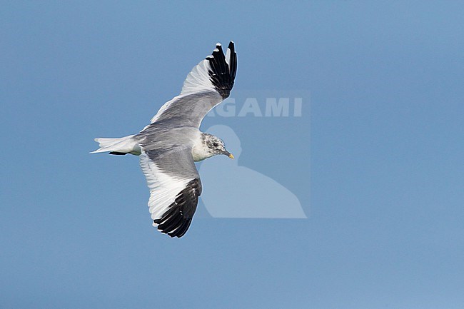 Vagrant subadult Sabine's Gull, Xema sabini, in Italy. stock-image by Agami/Daniele Occhiato,