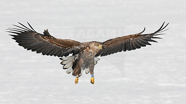 Zeearend onvolwassen landend; White-tailed Eagle immature landing stock-image by Agami/Markus Varesvuo,