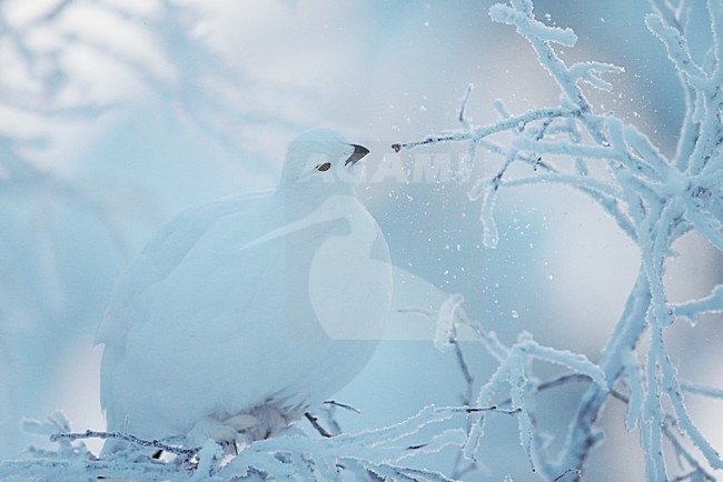 Moerassneeuwhoen in de sneeuw; Willow Ptarmigan in the snow stock-image by Agami/Markus Varesvuo,