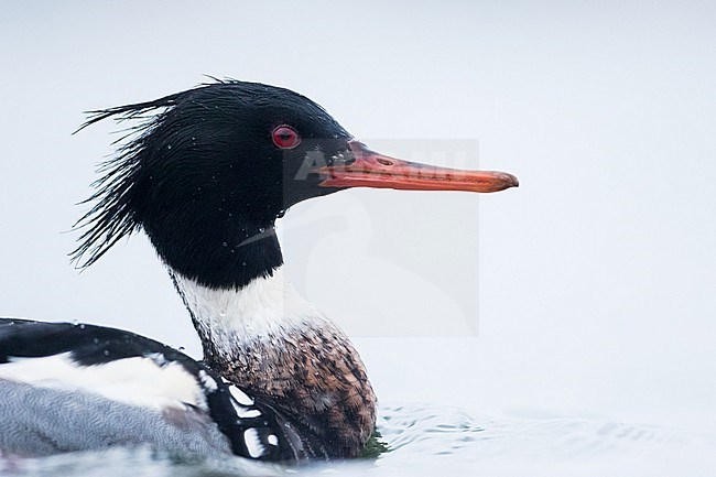 Red-breasted Merganser - Mittelsäger - Mergus serrator, Germany (Schleswig-Holstein), adult, male stock-image by Agami/Ralph Martin,