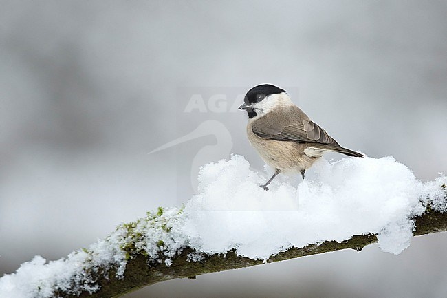 Marsh Tit (Parus palustris) perched on a snow covered branch in the Netherlands. stock-image by Agami/Walter Soestbergen,