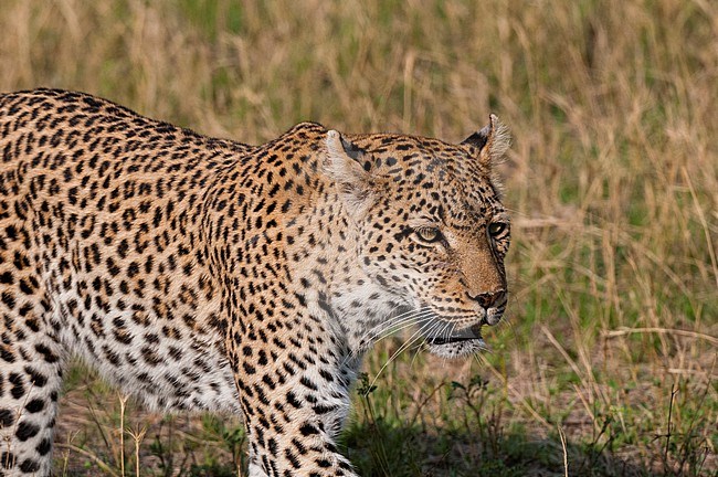 A leopard, Panthera pardus, walking through the grass. Khwai Concession, Okavango Delta, Botswana. stock-image by Agami/Sergio Pitamitz,