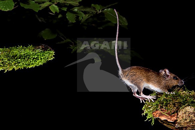 Springende Bosmuis, Wood Mouse jumping stock-image by Agami/Theo Douma,