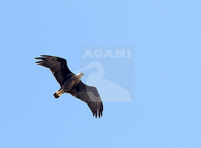 Endangered Pallas's fish eagle (Haliaeetus leucoryphus) in Mongolia. stock-image by Agami/Dani Lopez-Velasco,