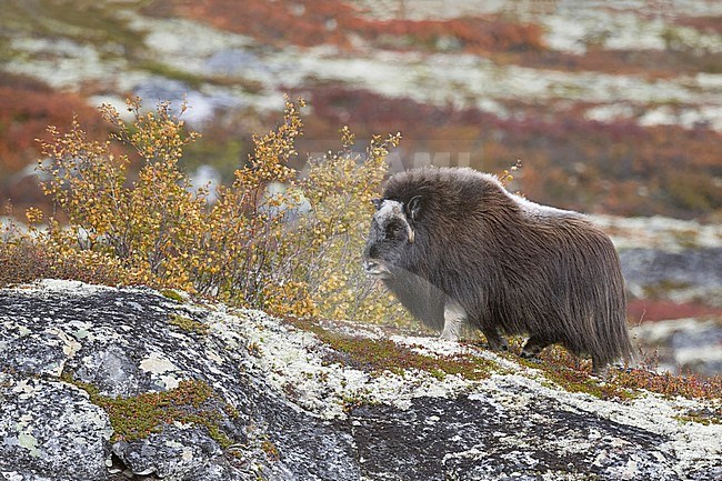 Female Muskox (Ovibos moschatus) in the Dovrefjell in Norway. An Arctic hoofed mammal of the family Bovidae introduced in parts of Scandinavia. stock-image by Agami/Alain Ghignone,