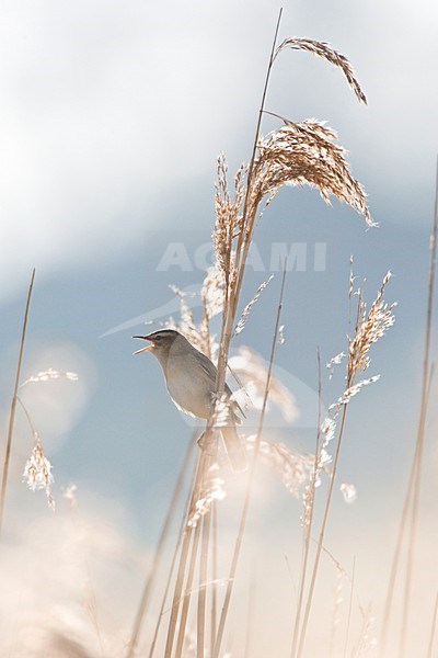 Rietzanger zingend in rietstengel; Sedge Warbler singing from reed stem stock-image by Agami/Marc Guyt,