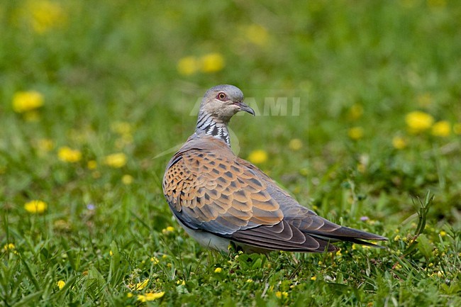 Zomertortel op de grond; European Turtle Dove on the ground stock-image by Agami/Daniele Occhiato,