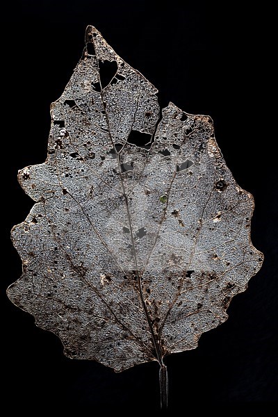 Skeleton of a tree leaf of a Poplar stock-image by Agami/Wil Leurs,