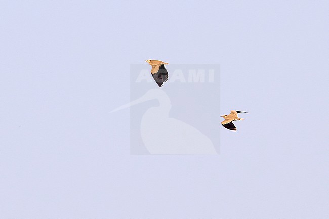 A pair of Temminck's Coursers (Cursorius temminckii) flying against a blue sky as a background, Gambia stock-image by Agami/Tomas Grim,