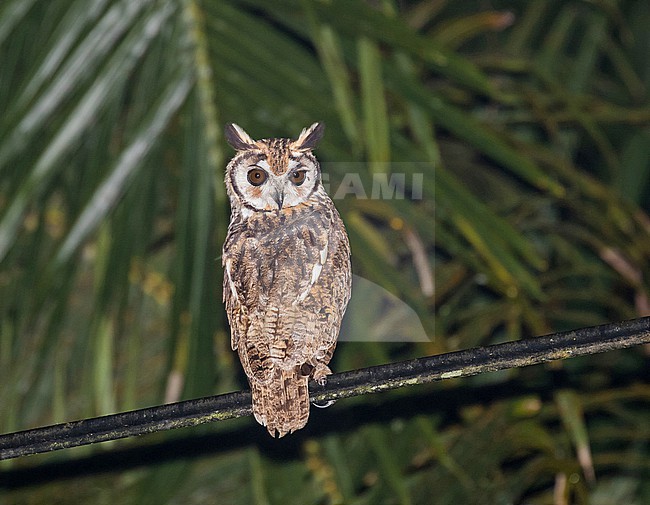 Striped Owl, Asio clamator, in Costa Rica. Perched at night. stock-image by Agami/Pete Morris,