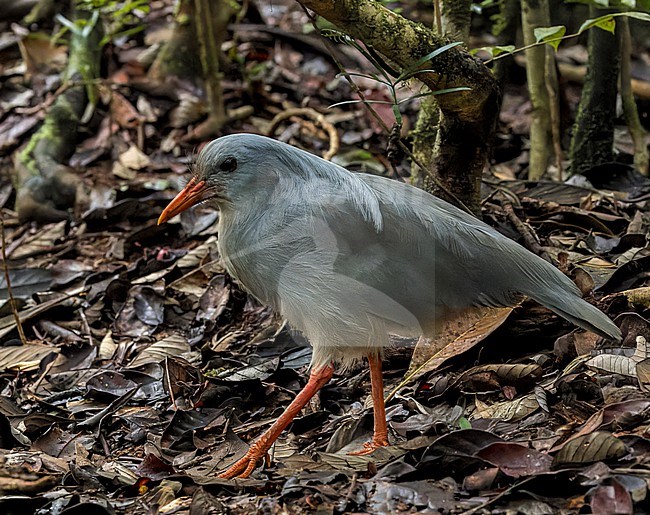 Kagu (Rhynochetos jubatus) at Rivière Bleue Territorial Park, New Caledonia. Endemic and endangered. stock-image by Agami/Marc Guyt,