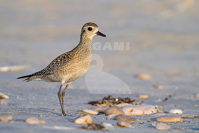 Pacific Golden Plover - Tundra-Goldregenpfeifer - Pluvialis fulva, Oman, 1st cy stock-image by Agami/Ralph Martin,